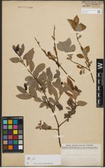 Foto von Salix phylicifolia L.